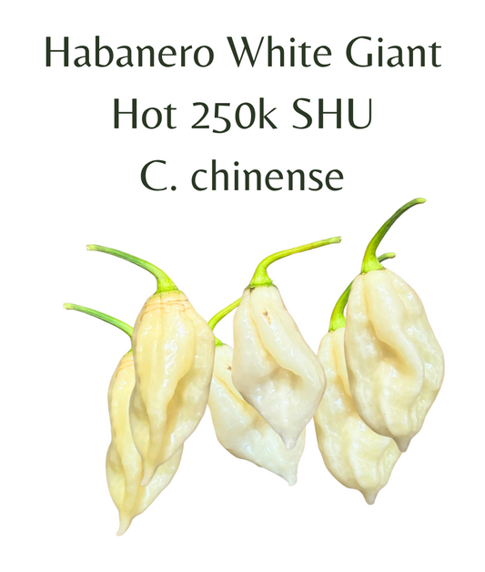 Habanero_White_Giant_Chilli_Plant_in_4_pot