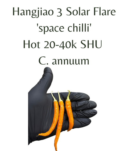 Hangjiao_3_Solar_Flare_space_chilli_Chilli_Seeds_10_seeds