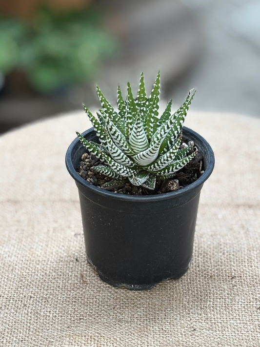 Haworthia_attenuata_Wide_Band_Zebra_Cactus_plant_in_10_cm_pot