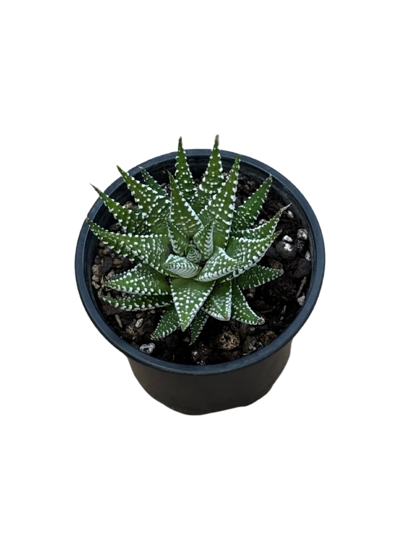 Haworthia_attenuata_Wide_Band_Zebra_Cactus_plant_in_10_cm_pot