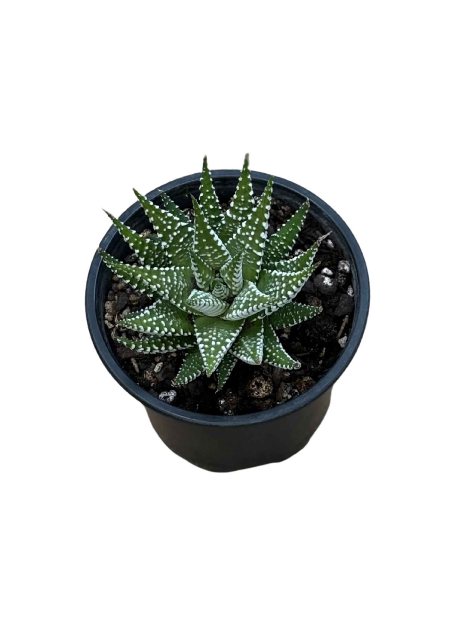 Haworthia_attenuata_Wide_Band_Zebra_Cactus_plant_in_10_cm_pot
