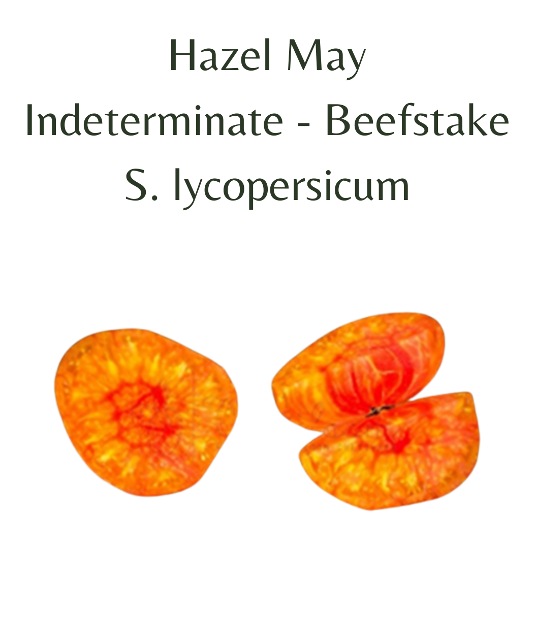 Hazel_May_Tomato_Plant_in_4_pot