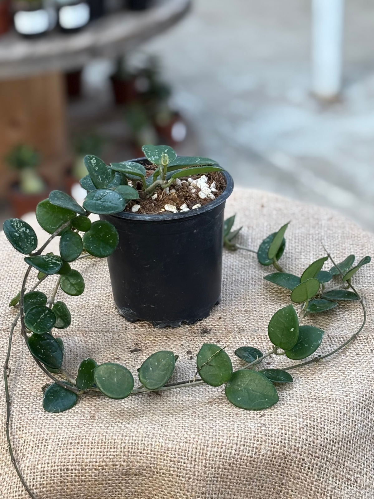 Hoya 'Mathilde' in 10 cm Pot – Rasmussen Gardens