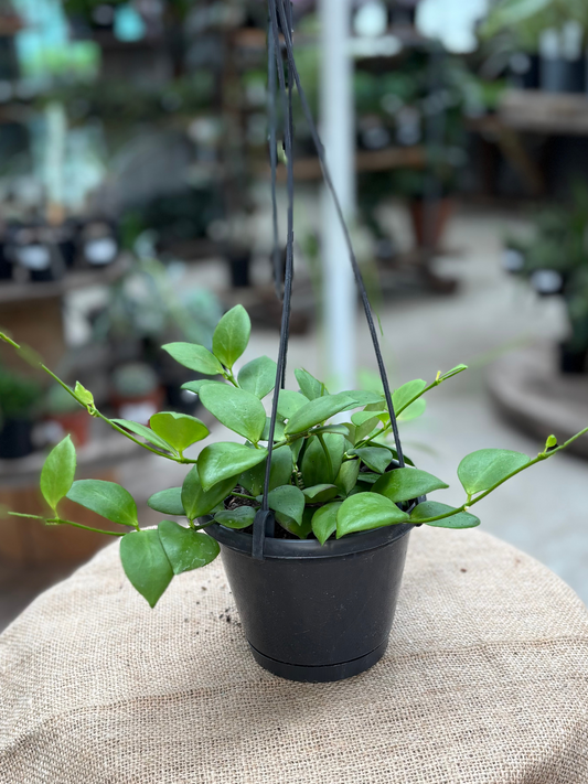 Hoya_bilobata_in_13_cm_Pot