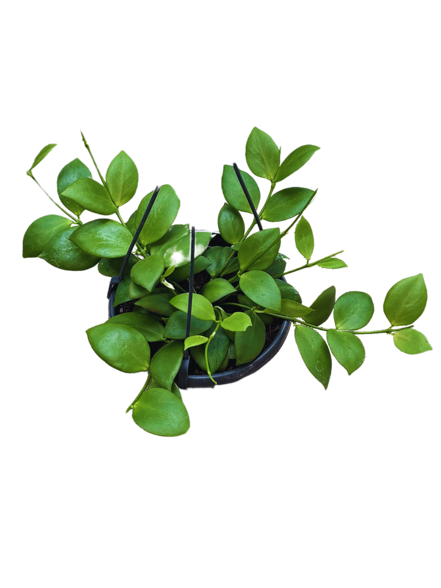 Hoya_bilobata_in_13_cm_Pot