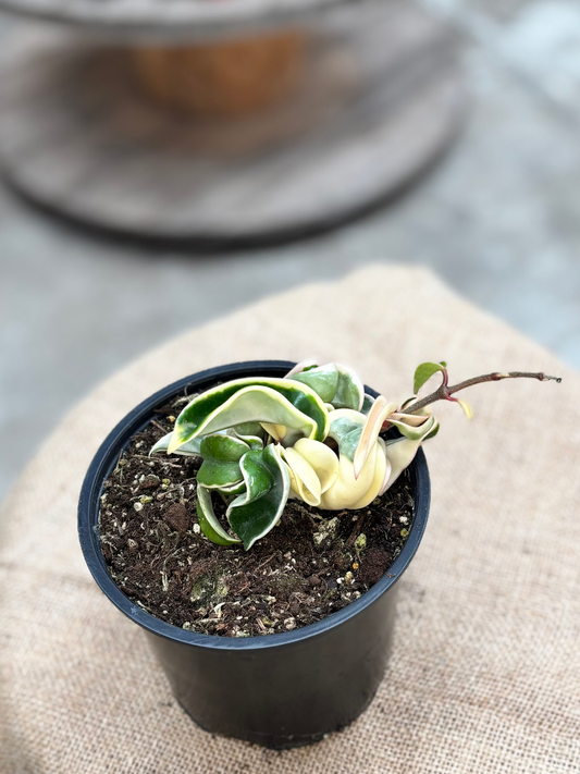 Hoya_carnosa_Compacta_Albomarginata_in_14_cm_Pot_Copy