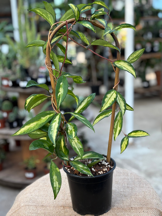Hoya_carnosa_Krimson_Princess_in_12_cm_Pot