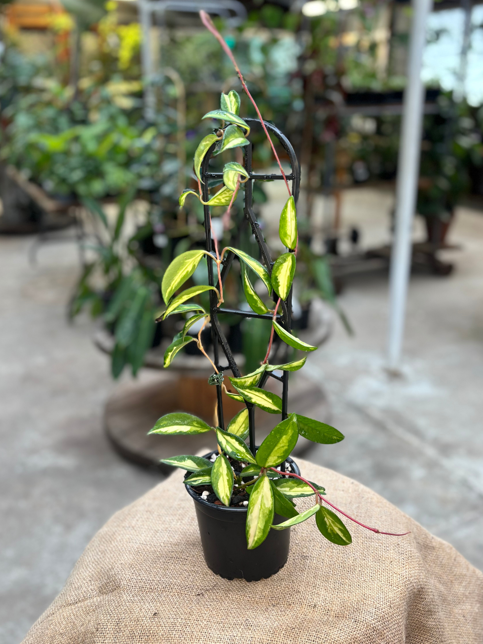 Hoya_carnosa_Krimson_Princess_in_12_cm_Pot