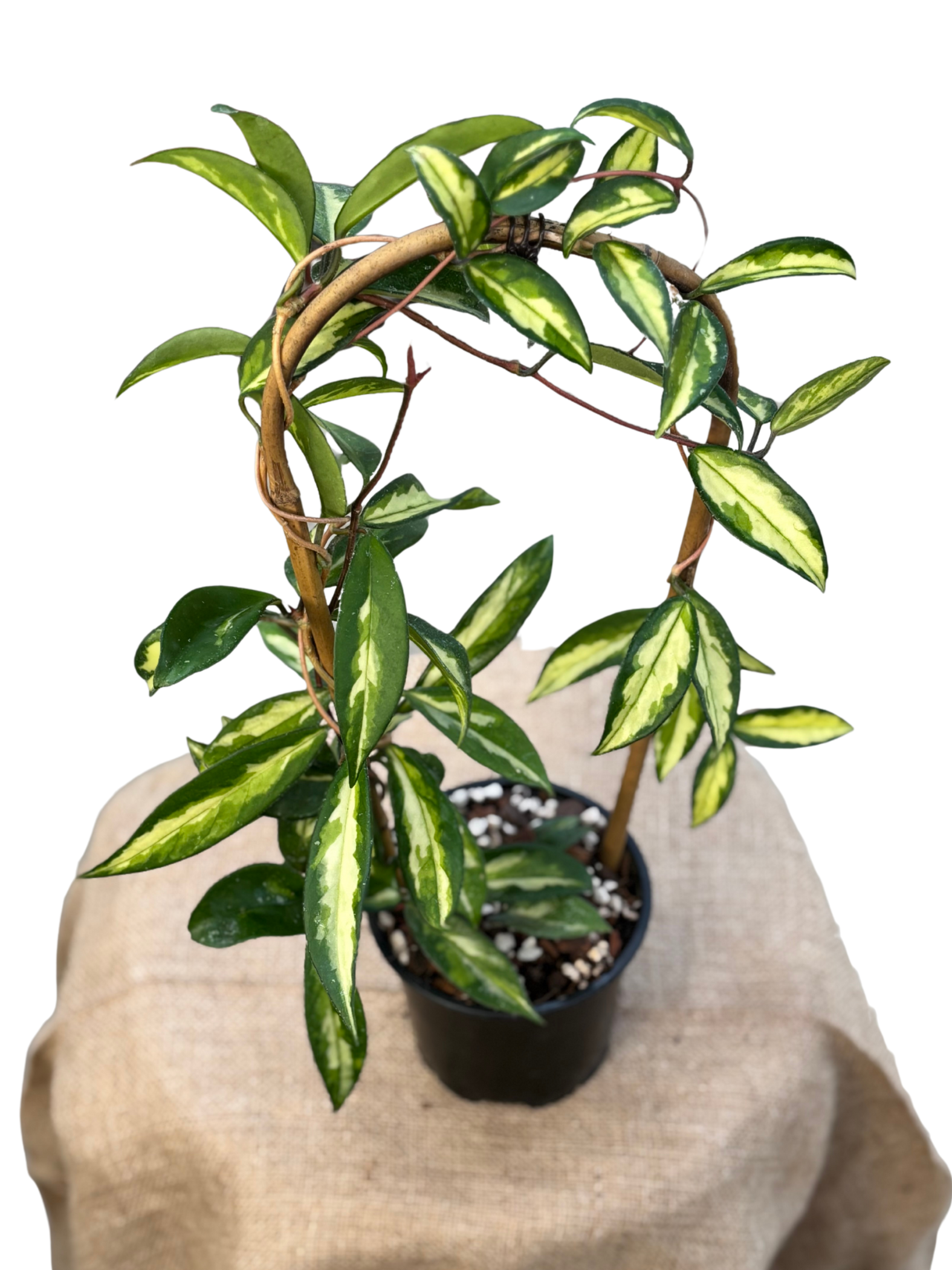 Hoya_carnosa_Krimson_Princess_in_12_cm_Pot