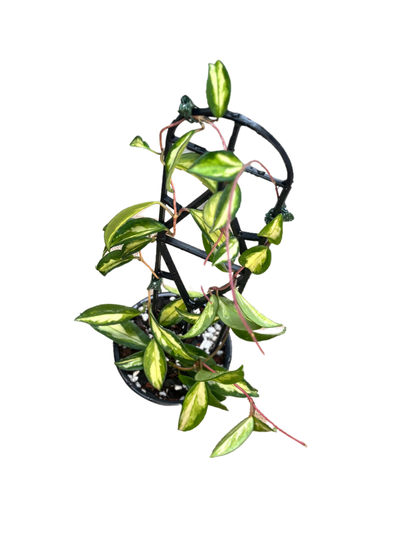 Hoya_carnosa_Krimson_Princess_in_12_cm_Pot