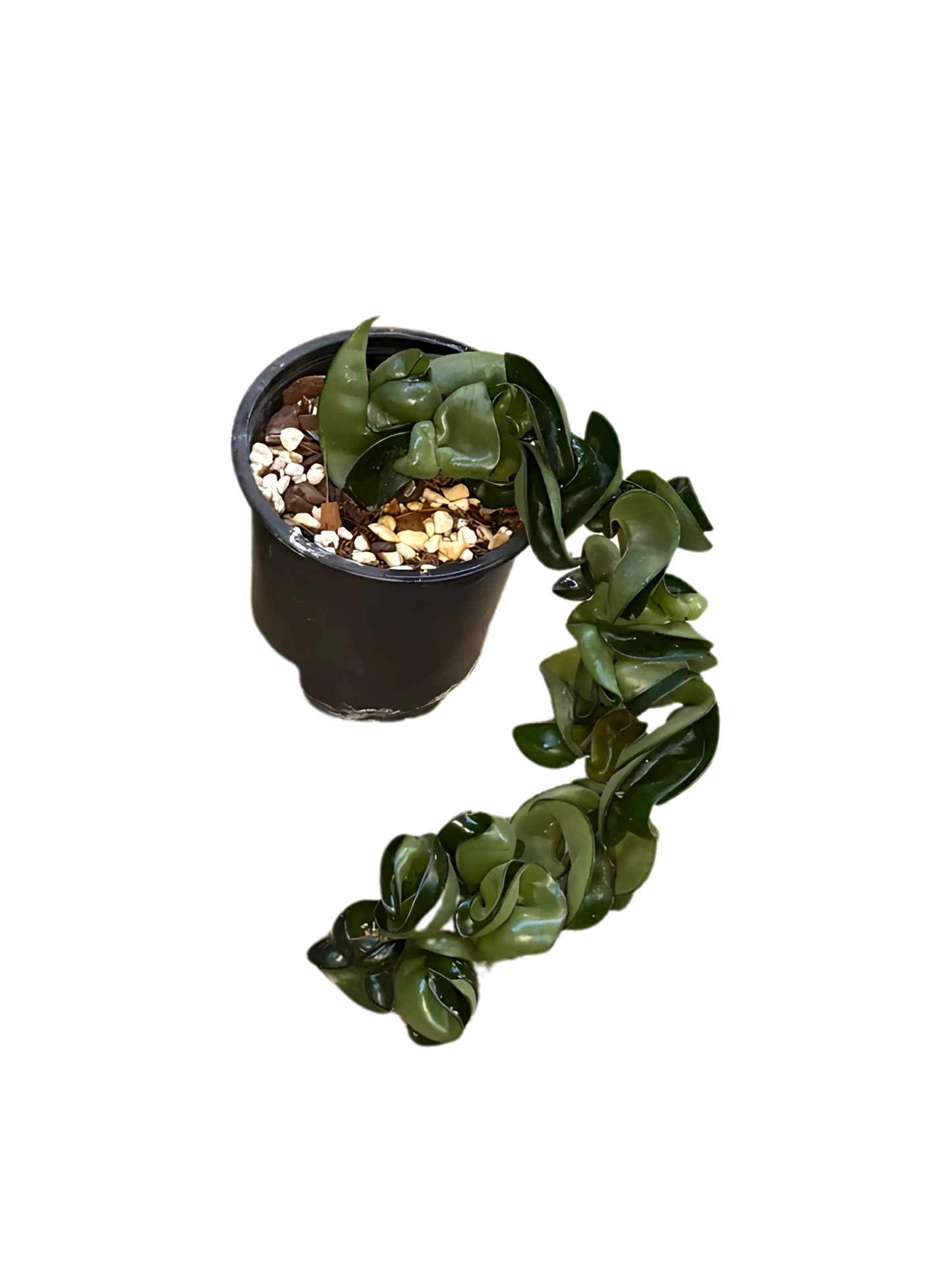 Hoya_compacta_Hindu_Rope_10cm