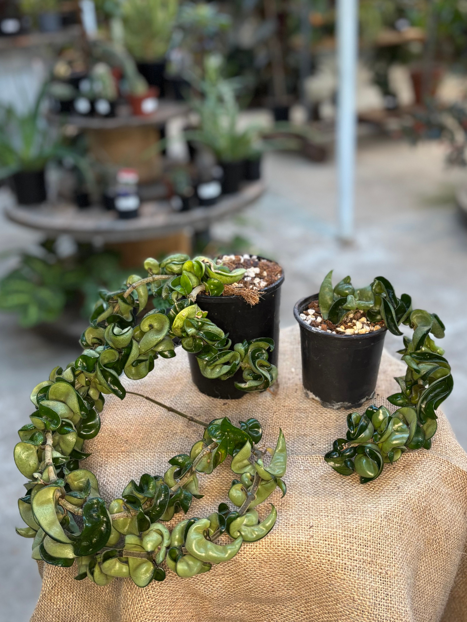 Hoya_compacta_Hindu_Rope
