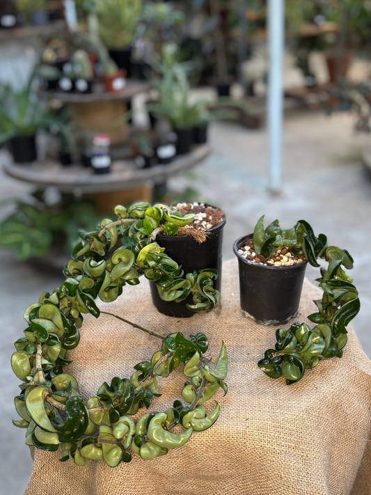 Hoya_compacta_Hindu_Rope
