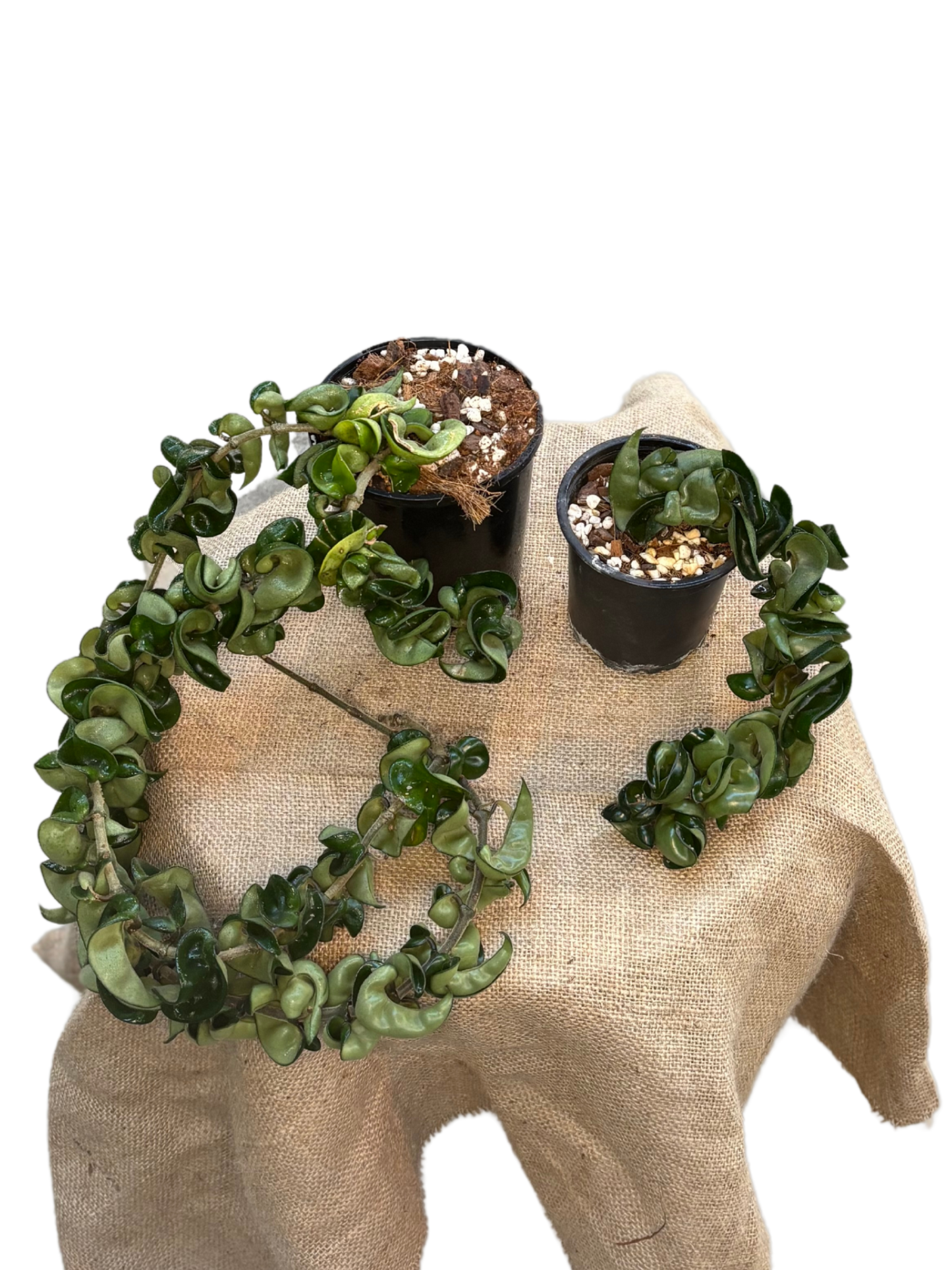 Hoya_compacta_Hindu_Rope