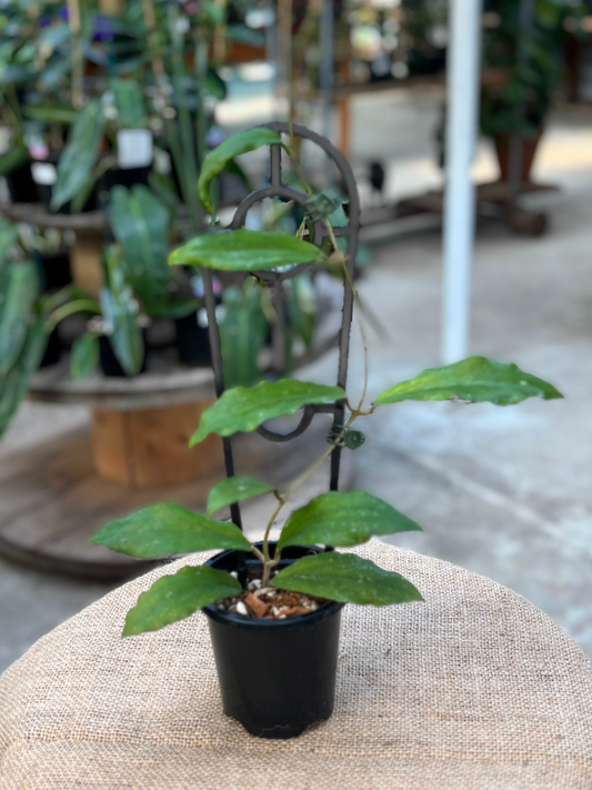 Hoya_erythrina_in_9_cm_Pot
