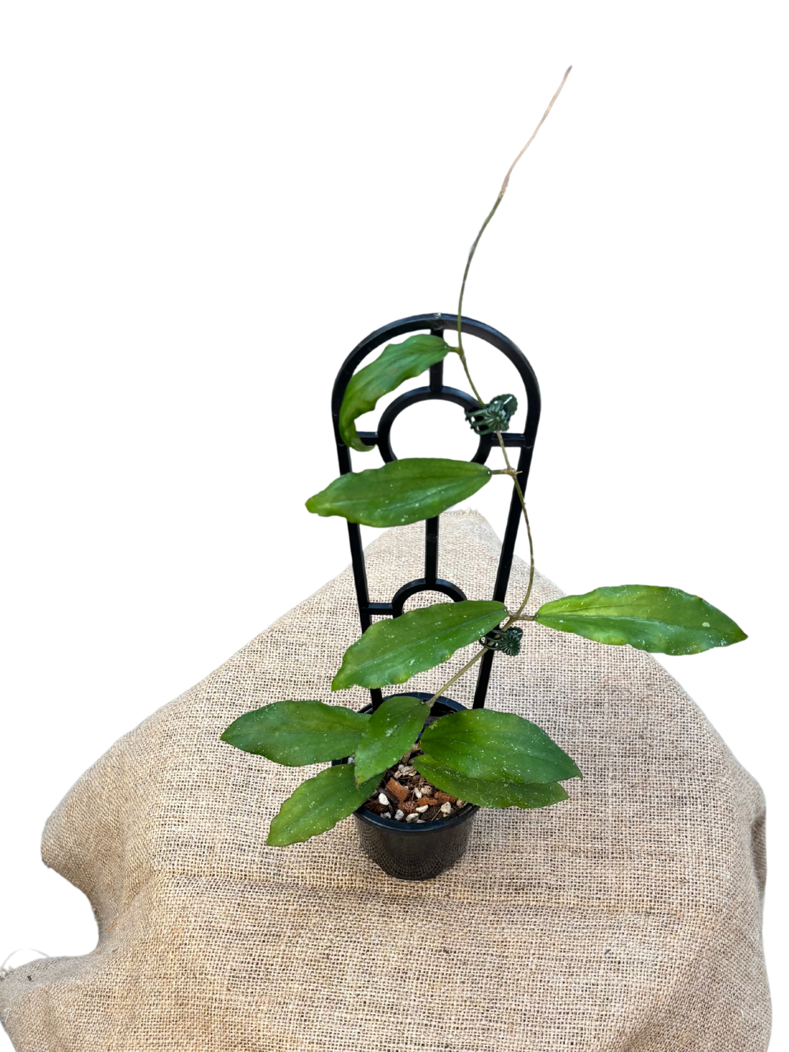 Hoya_erythrina_in_9_cm_Pot