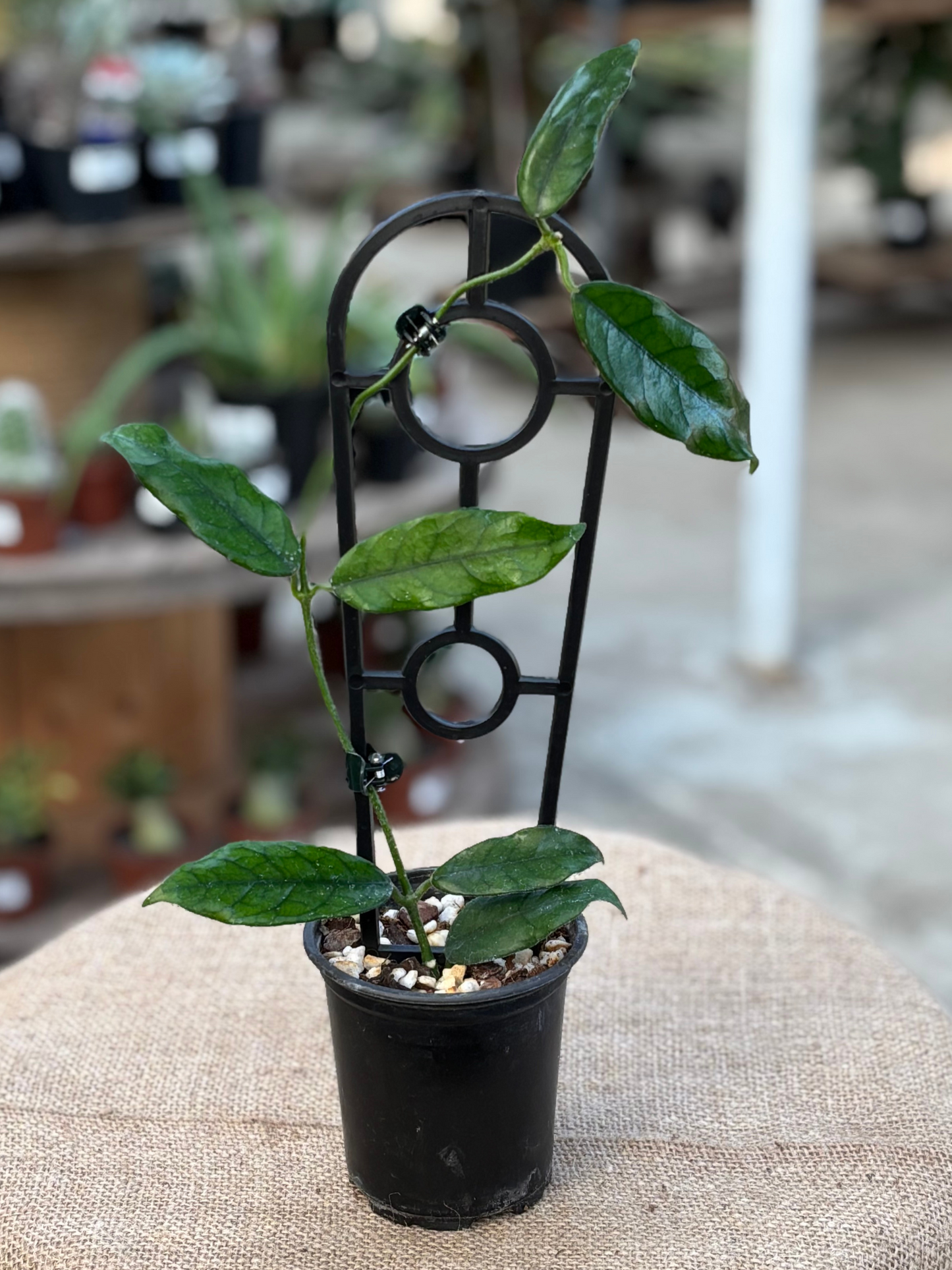 Hoya_globulosa_in_9_cm_Pot