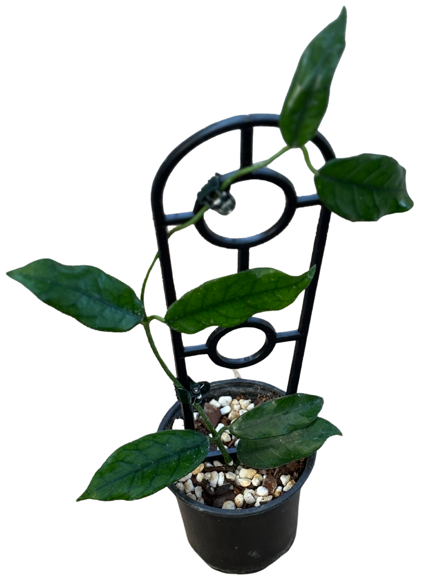 Hoya_globulosa_in_9_cm_Pot