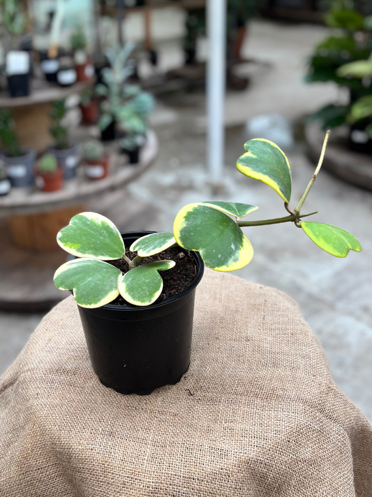 Hoya_kerrii_Outer_Variegated_in_14_cm_Pot