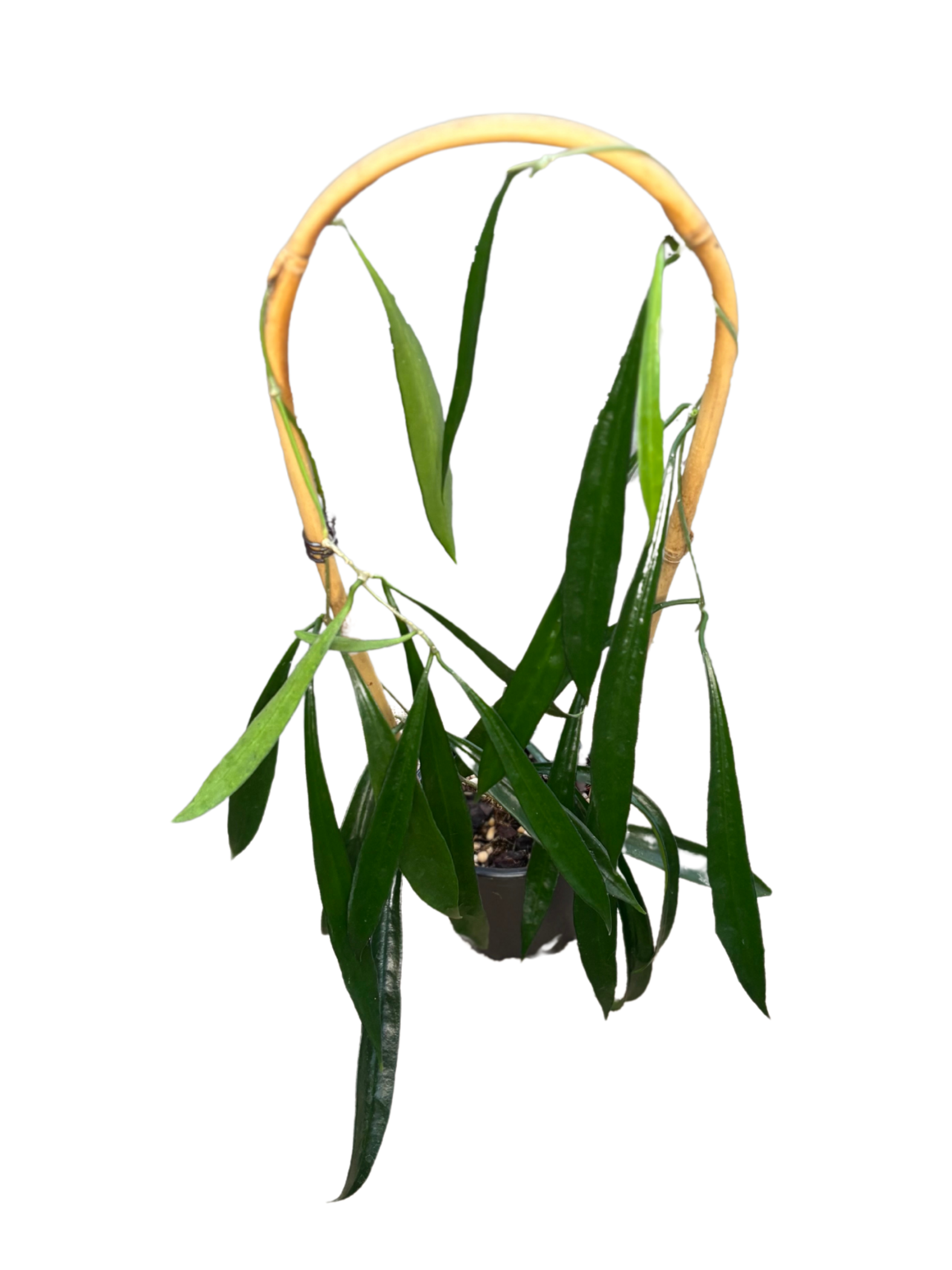 Hoya Longifolia in 10 cm pot
