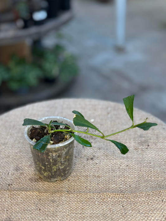 Hoya_manupensis