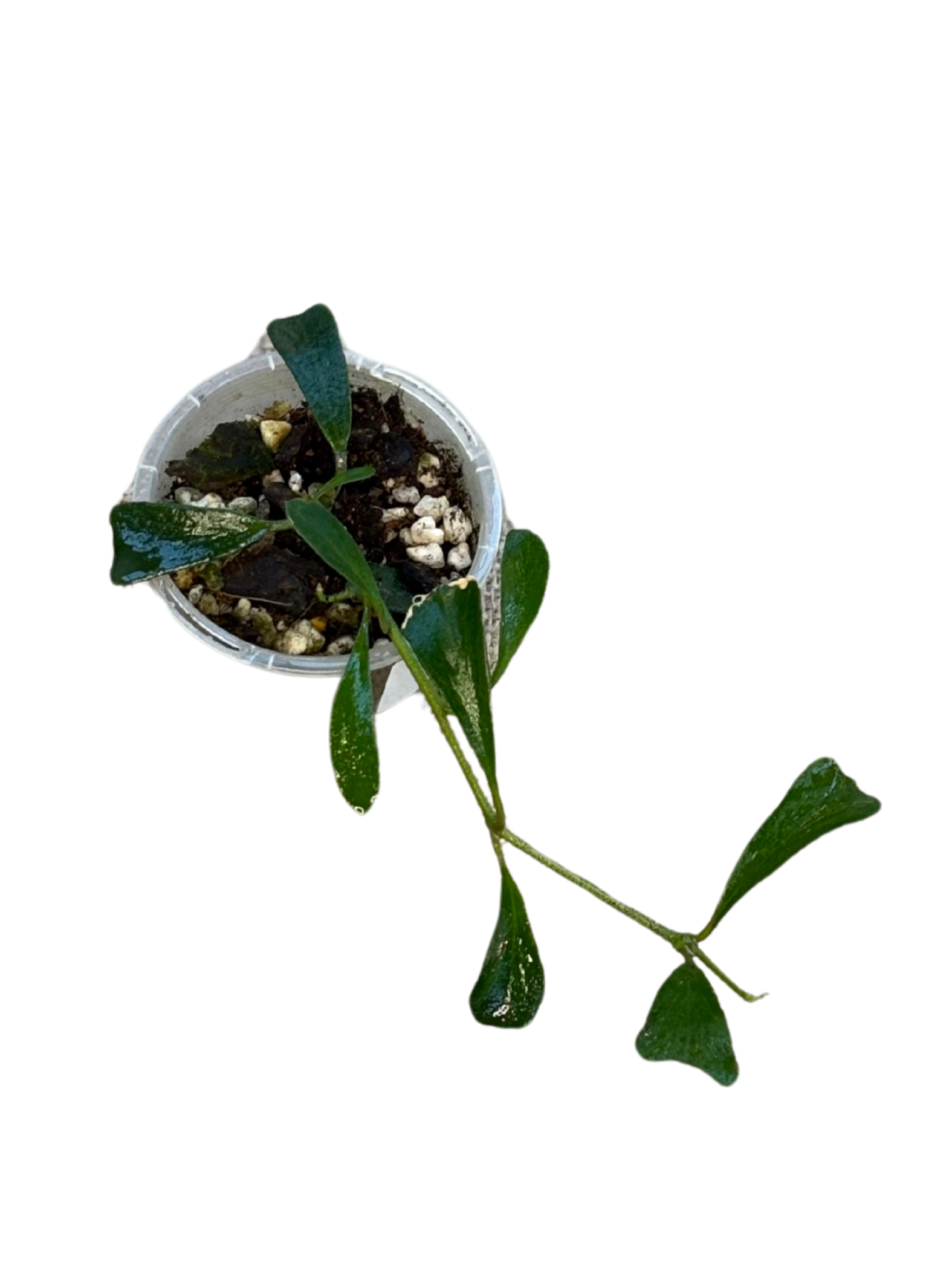 Hoya_manupensis