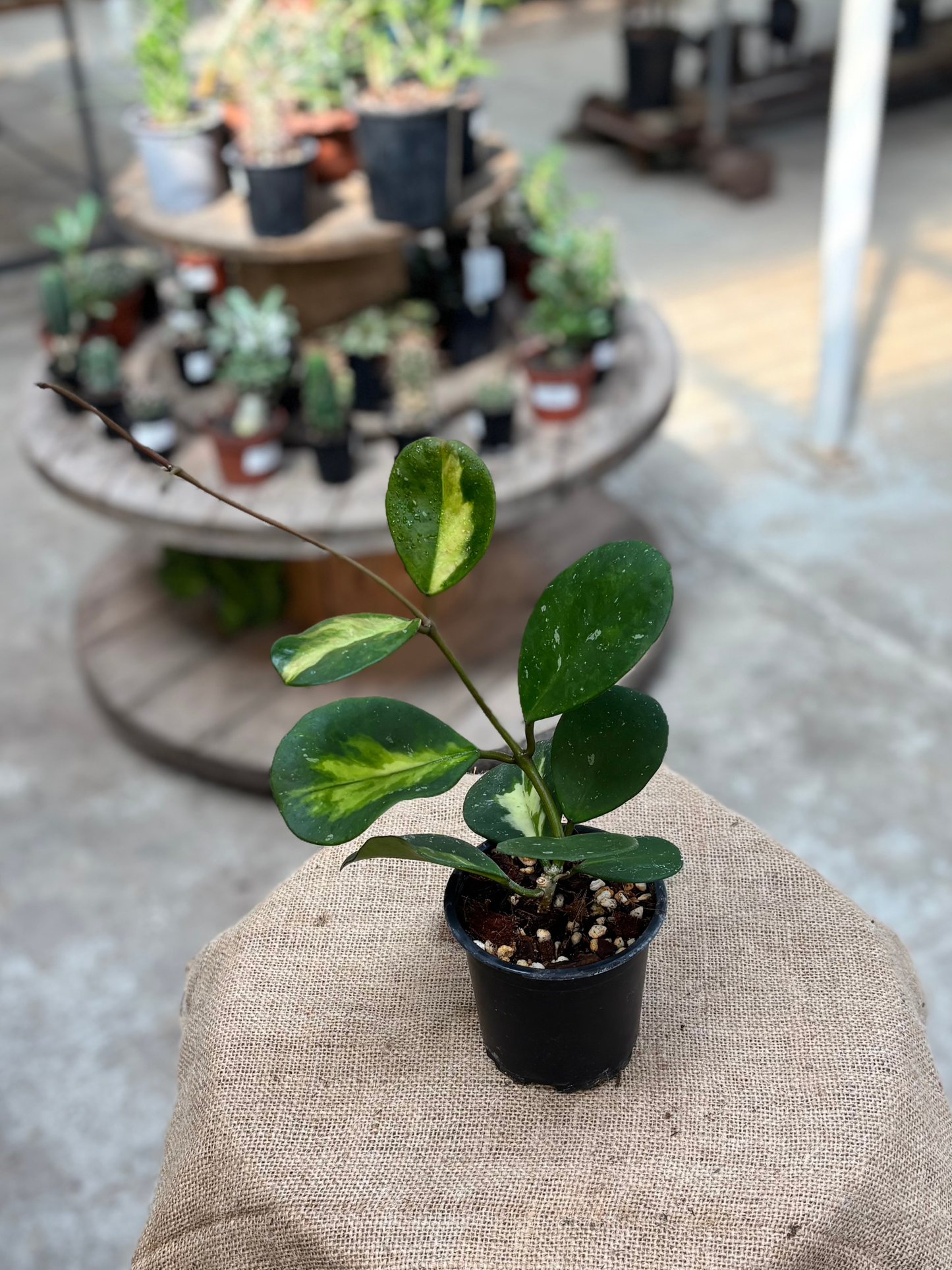 Hoya_obovata_Inner_Variegated_in_10_cm_Pot