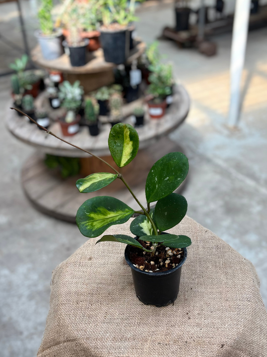 Hoya_obovata_Inner_Variegated_in_10_cm_Pot