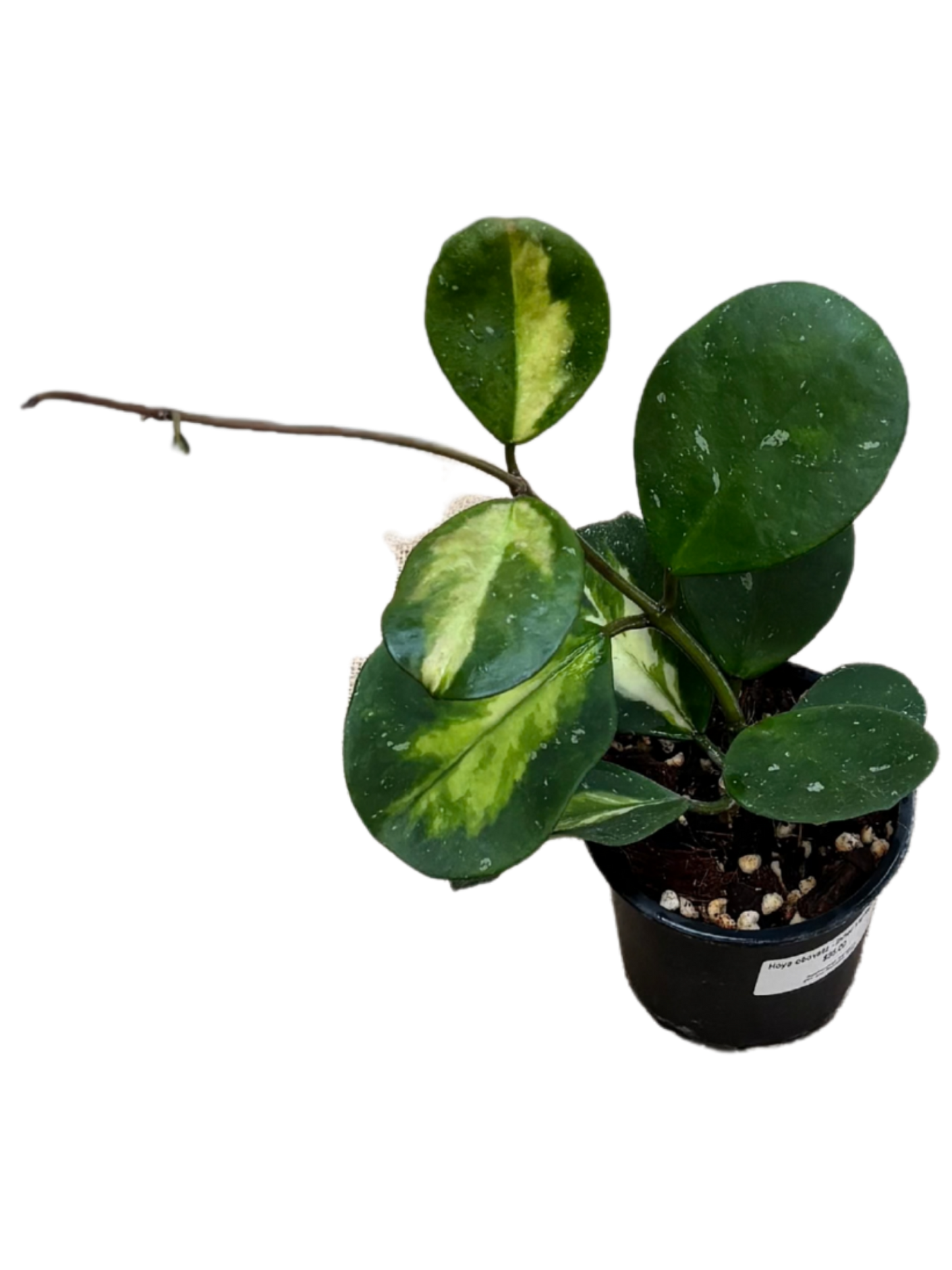 Hoya_obovata_Inner_Variegated_in_10_cm_Pot