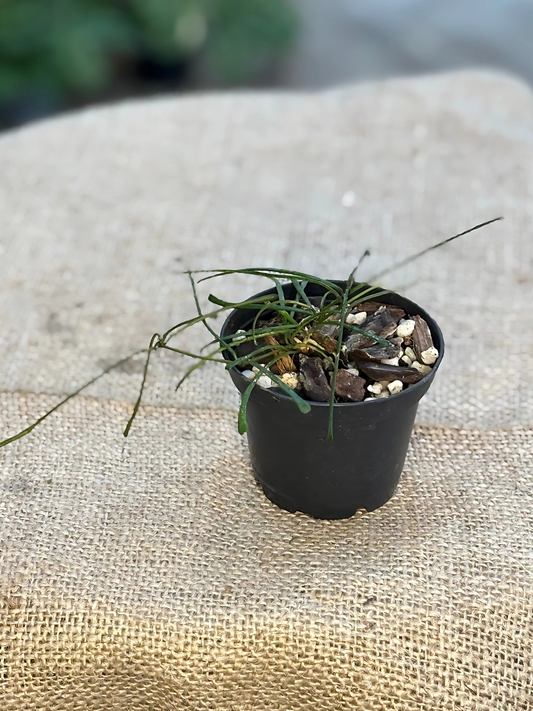 Hoya retusa in 7cm Pot