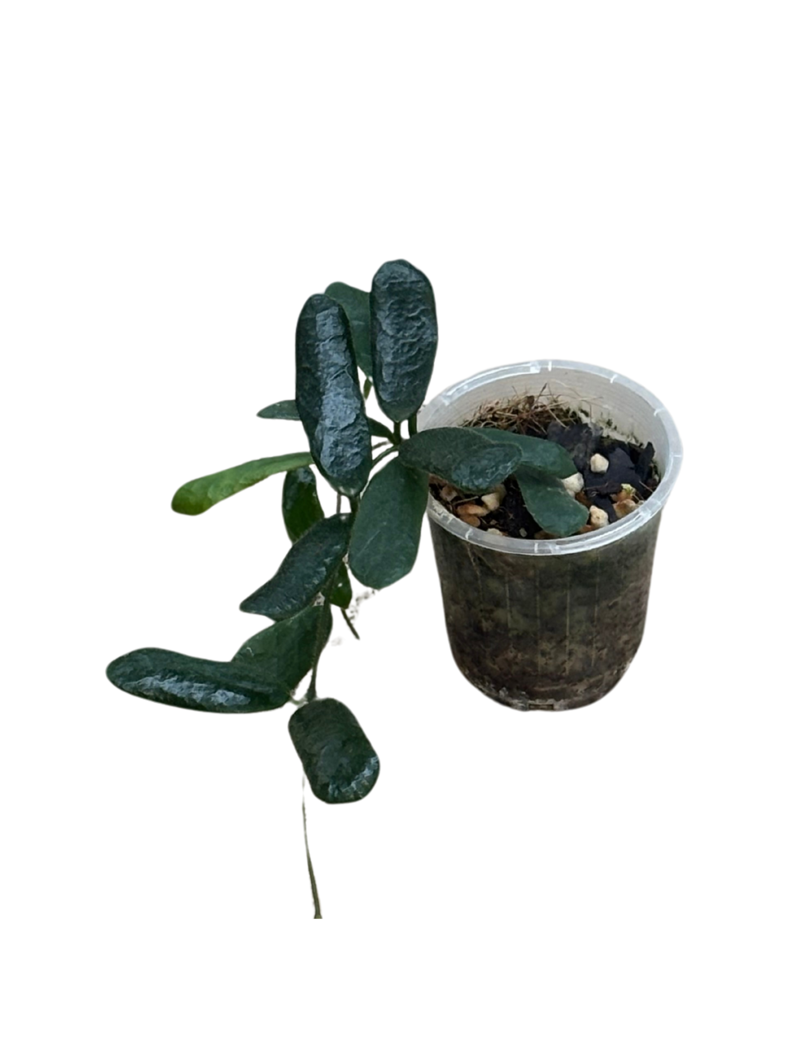 Hoya rotundiflora in 7 cm pot