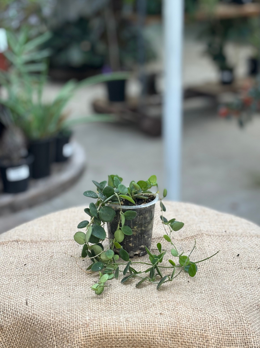 Hoya serpens in 7 cm pot