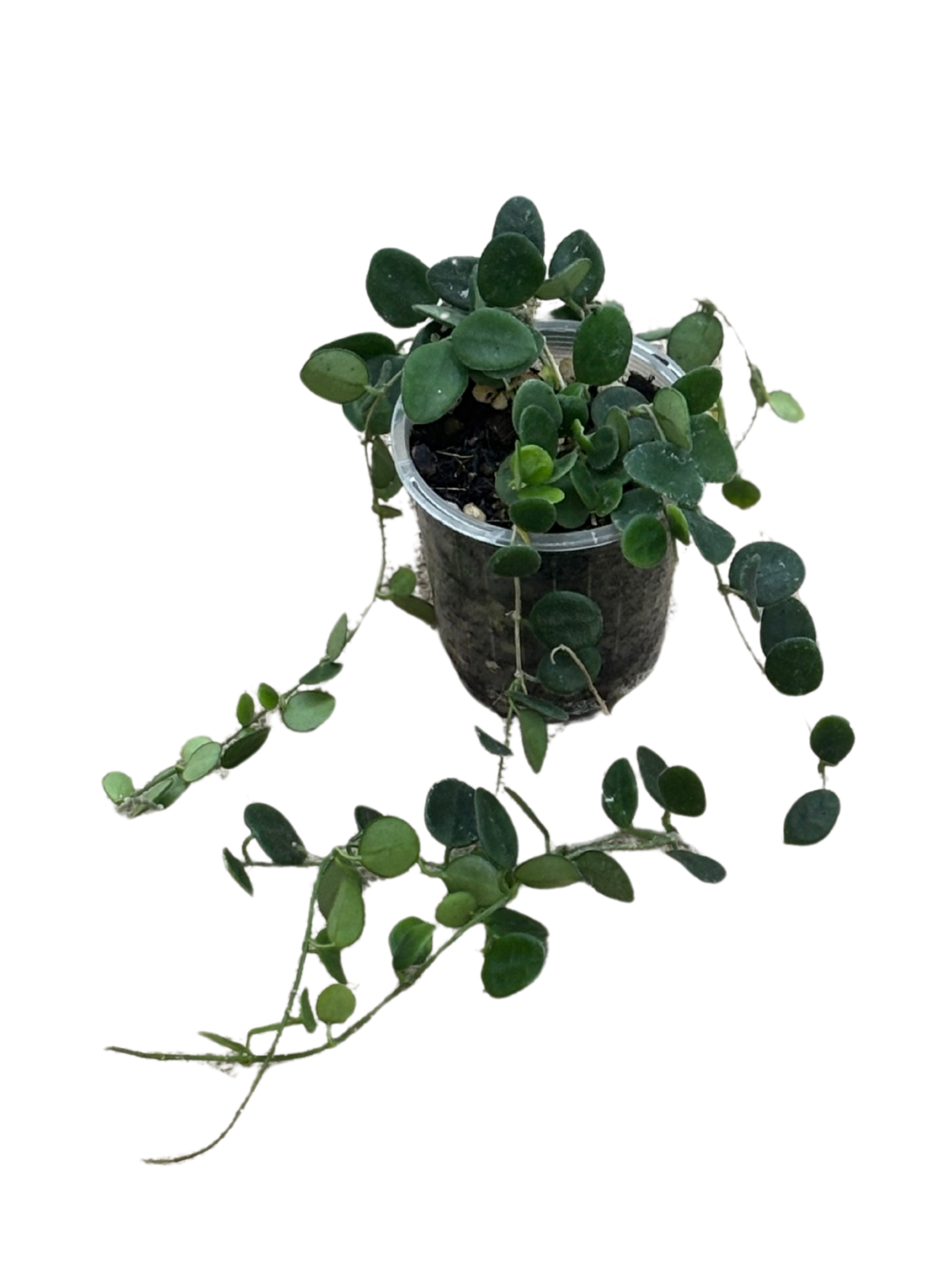 Hoya serpens in 7 cm pot