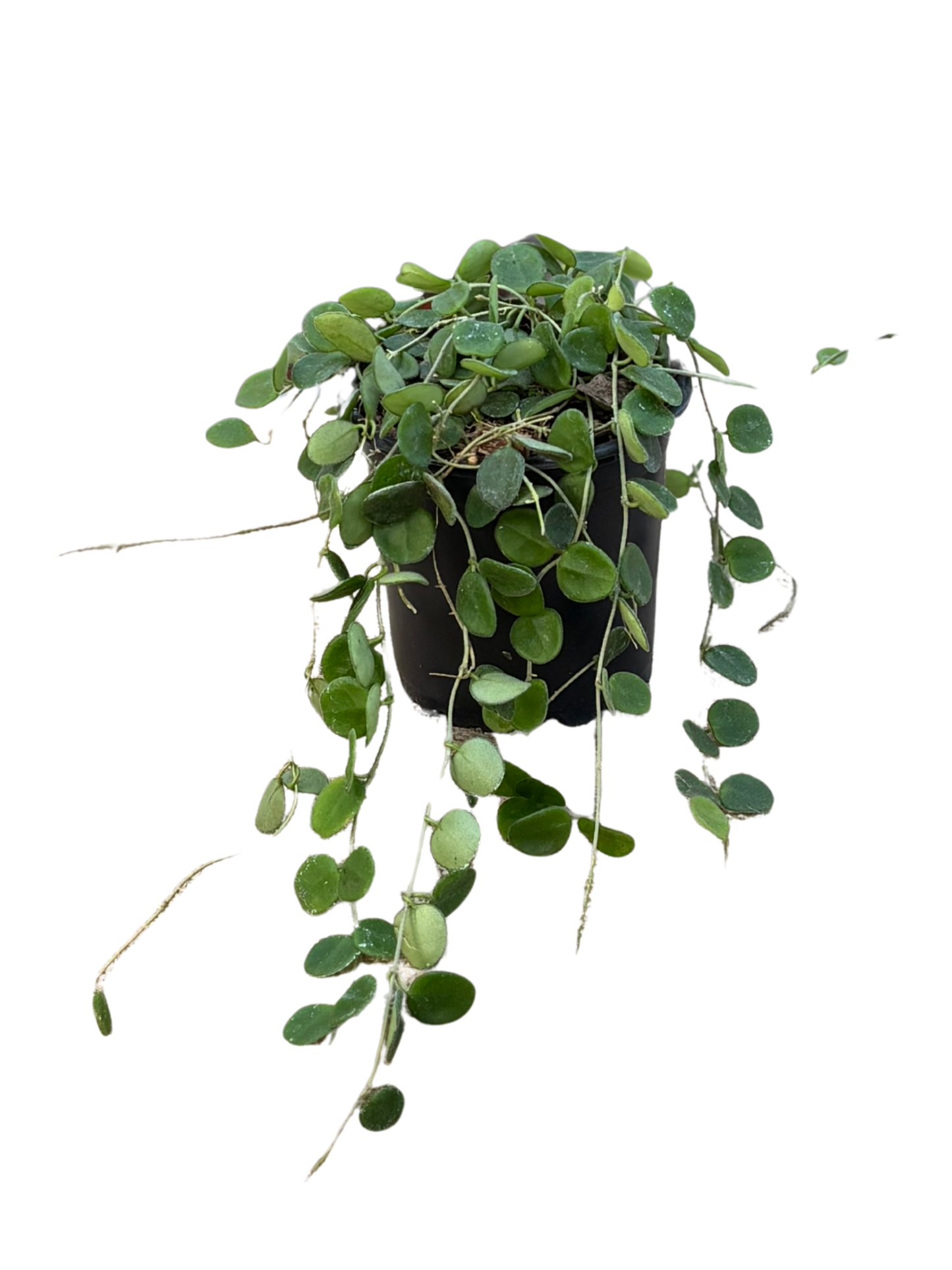 Hoya_serpens