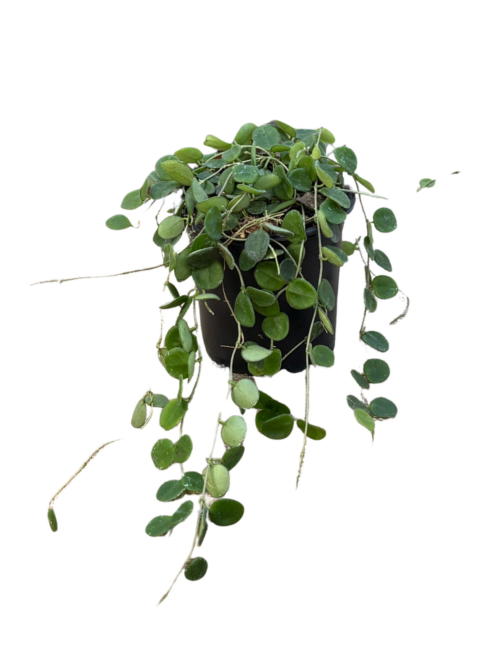 Hoya_serpens