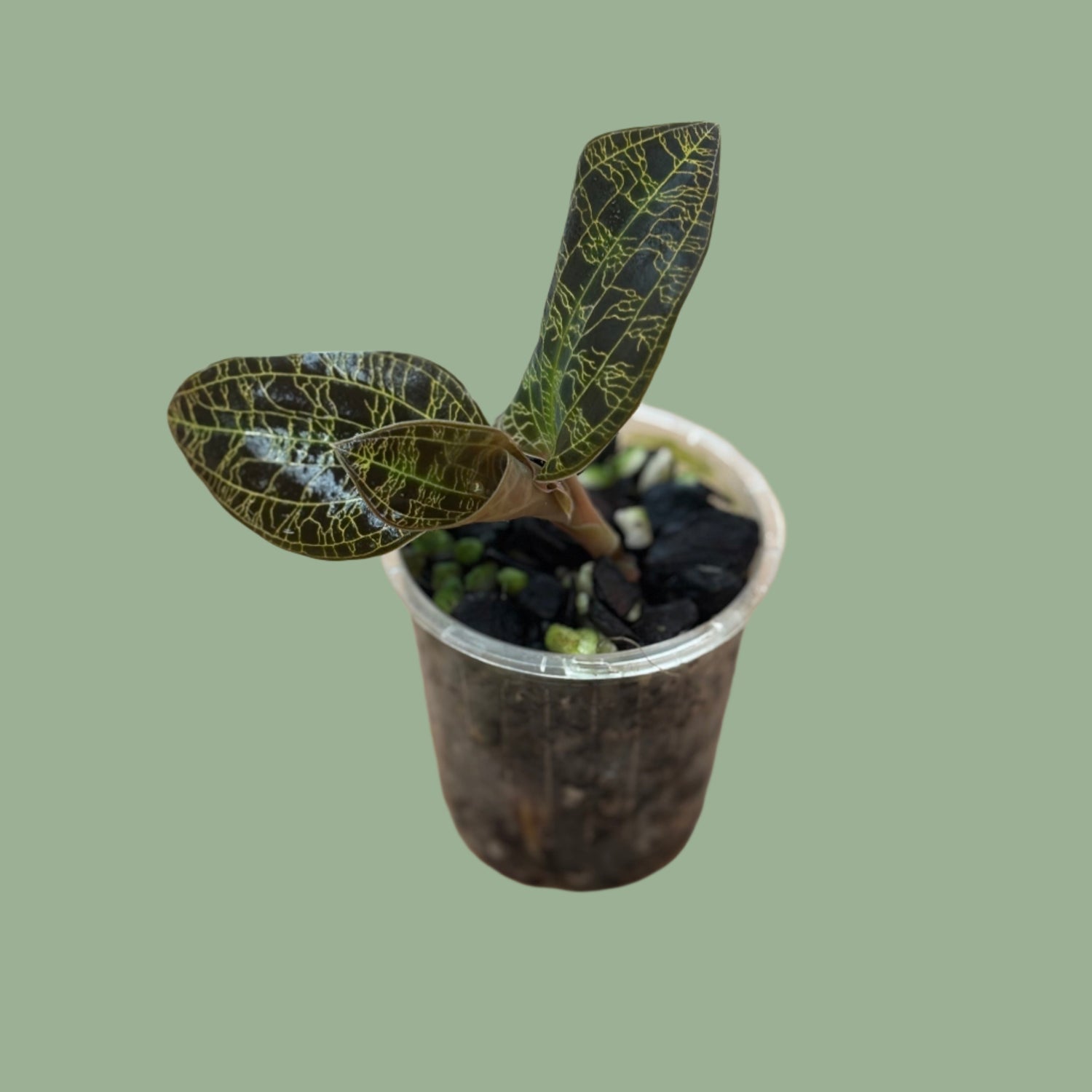 Jewel Orchid, Macodes petola plant in 7 cm pot - Rasmussen Gardens