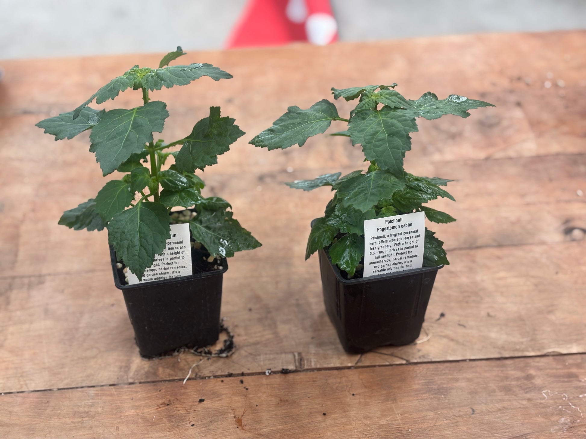 Patchouli plant in 10 cm pot - Rasmussen Gardens
