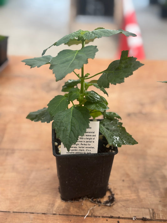Patchouli plant in 10 cm pot - Rasmussen Gardens