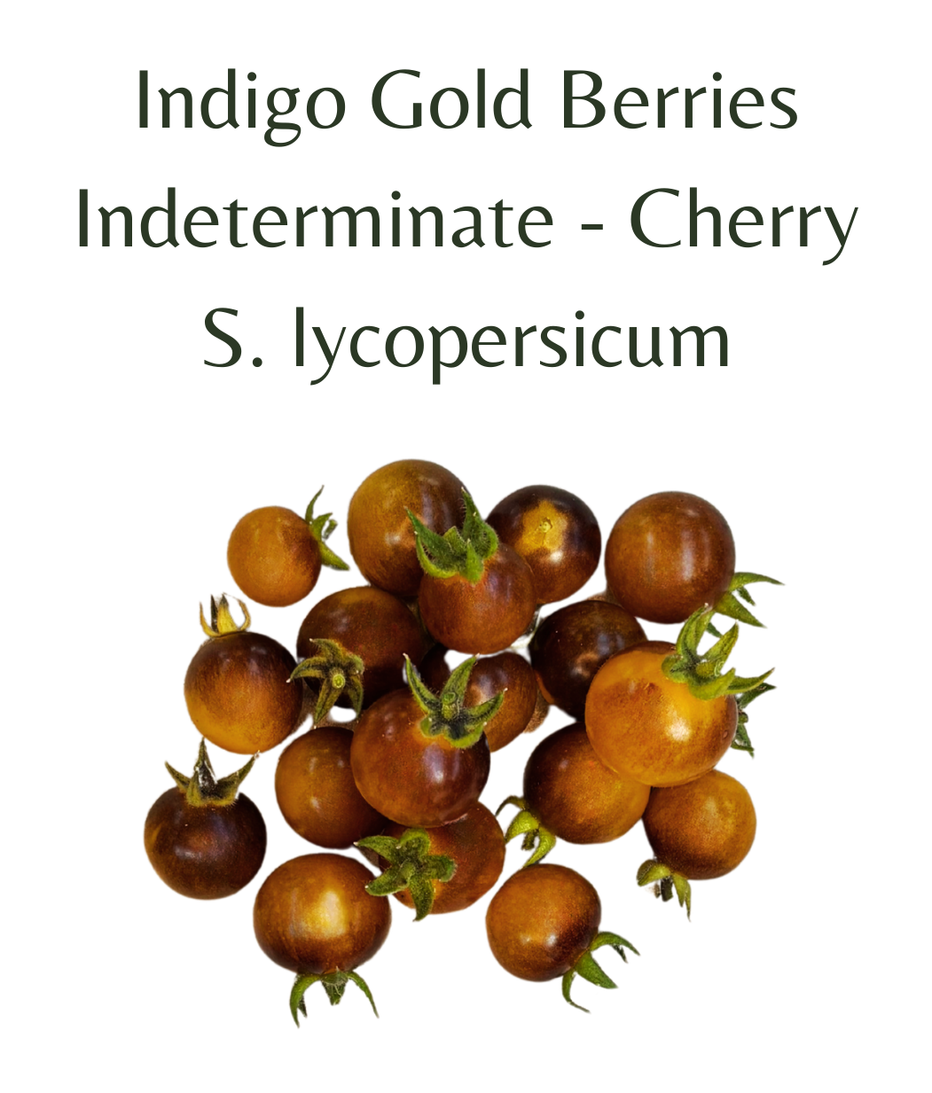 Indigo_Gold_Berries_Cherry_Tomato_10_seeds