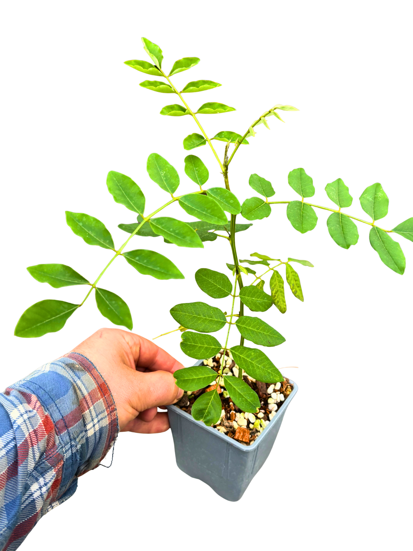 Indigo_Plant_-_Indigofera_tinctoria_in_pot