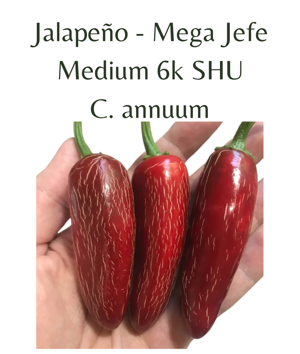 Jalapeo_-_Mega_Jefe_Chilli_Plant_in_4_pot