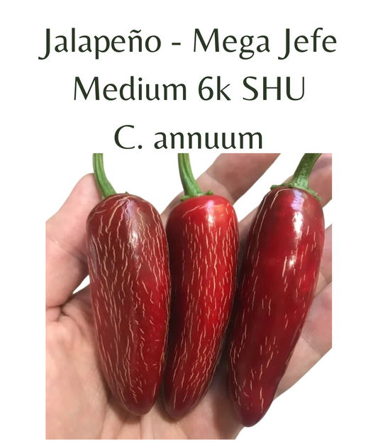Jalapeo_-_Mega_Jefe_Chilli_Plant_in_4_pot