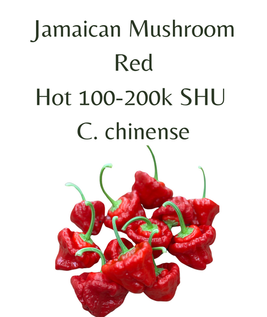 Jamaican Mushroom Red Chilli Seeds (10 seeds) - Rasmussen Gardens