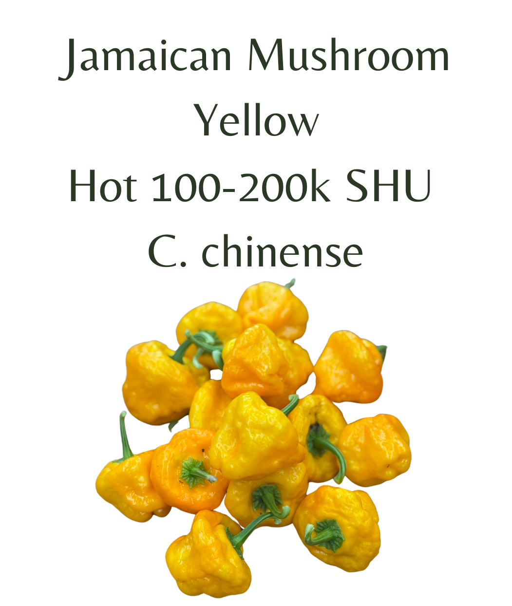 Jamaican Mushroom Yellow Chilli Seeds (10 seeds) - Rasmussen Gardens