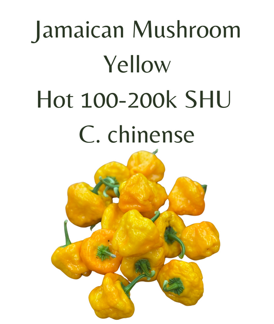 Jamaican Mushroom Yellow Chilli Seeds (10 seeds) - Rasmussen Gardens