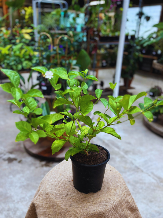 Jasminum_sambac_plant_in_16cm_pot
