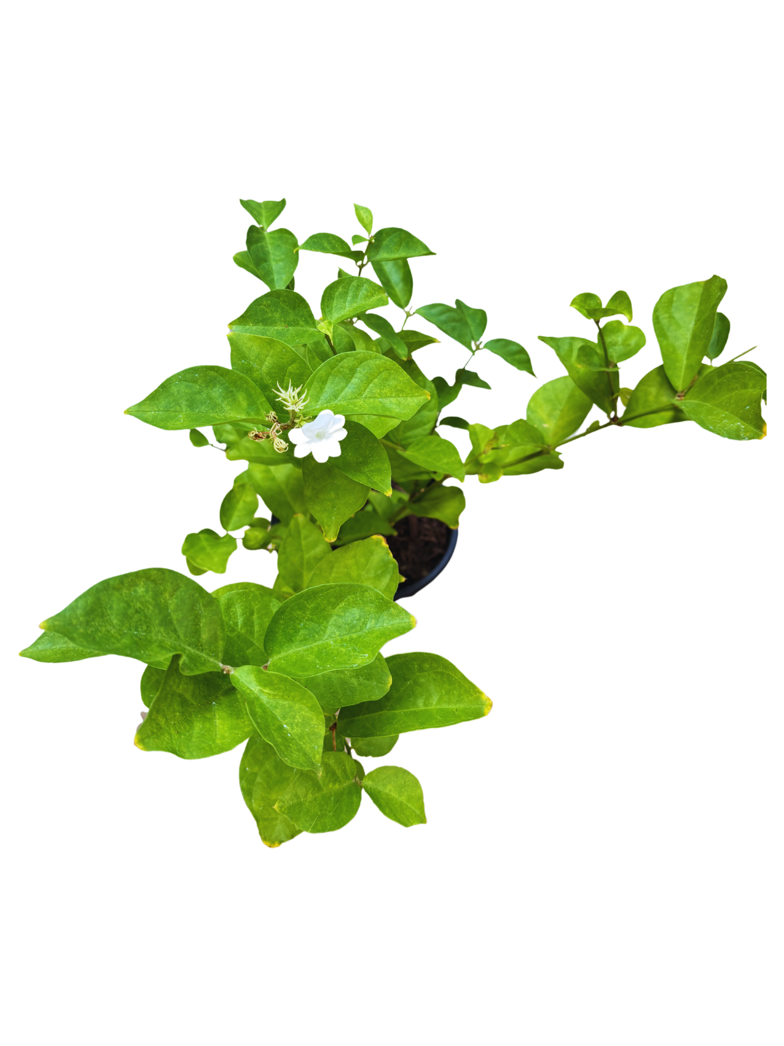 Jasminum_sambac_plant_in_16cm_pot