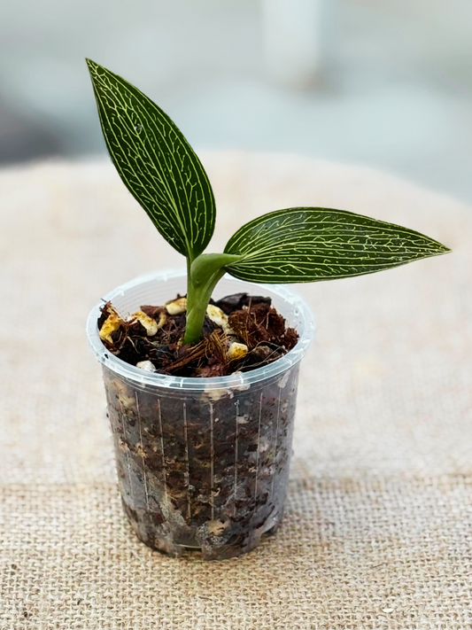 Jewel_Orchid_Ludisia_discolor_Albo_plant_in_7_cm_pot