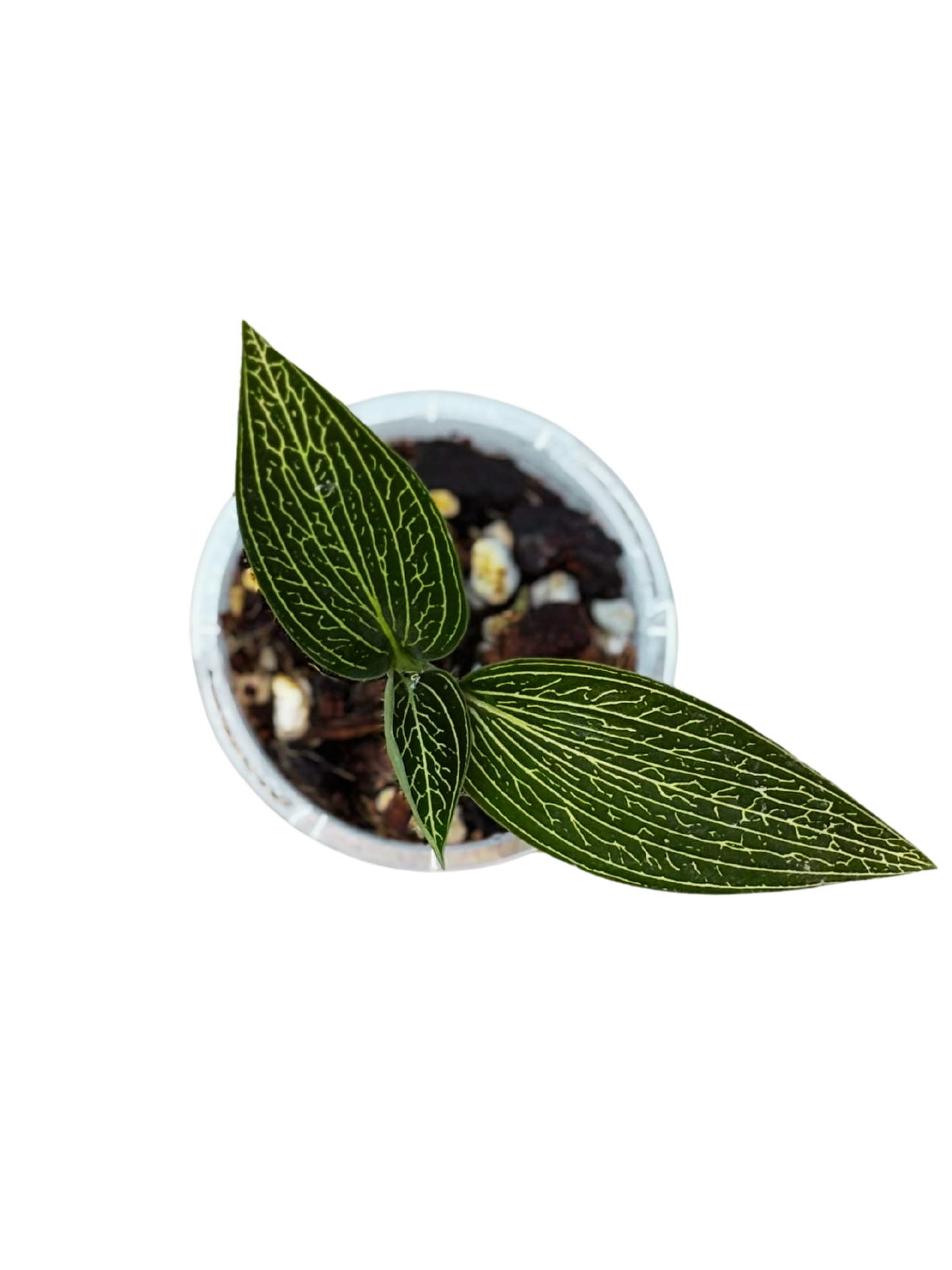Jewel_Orchid_Ludisia_discolor_Albo_plant_in_7_cm_pot