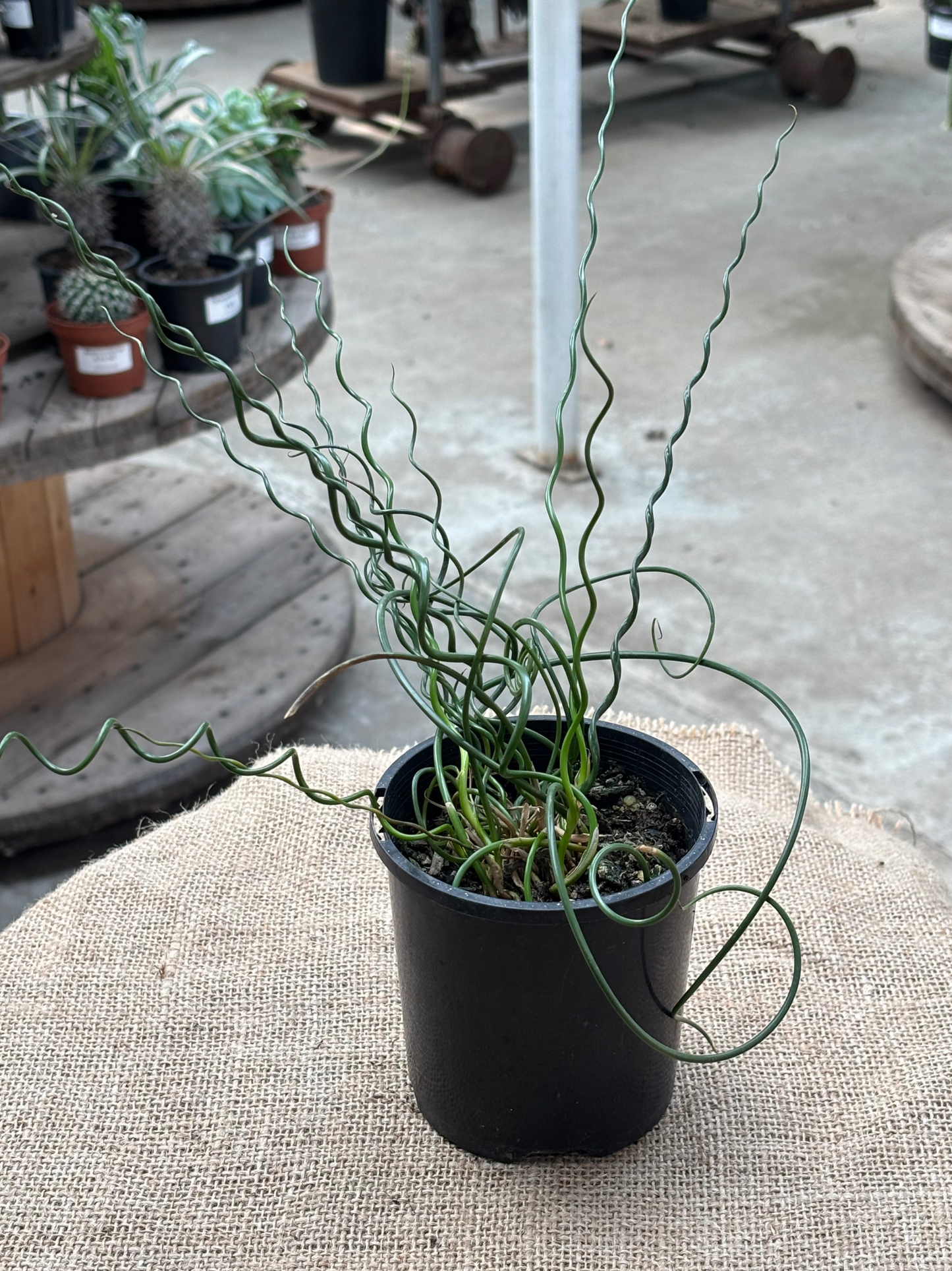 Juncus_effusus_Spiralis__10cm_pot